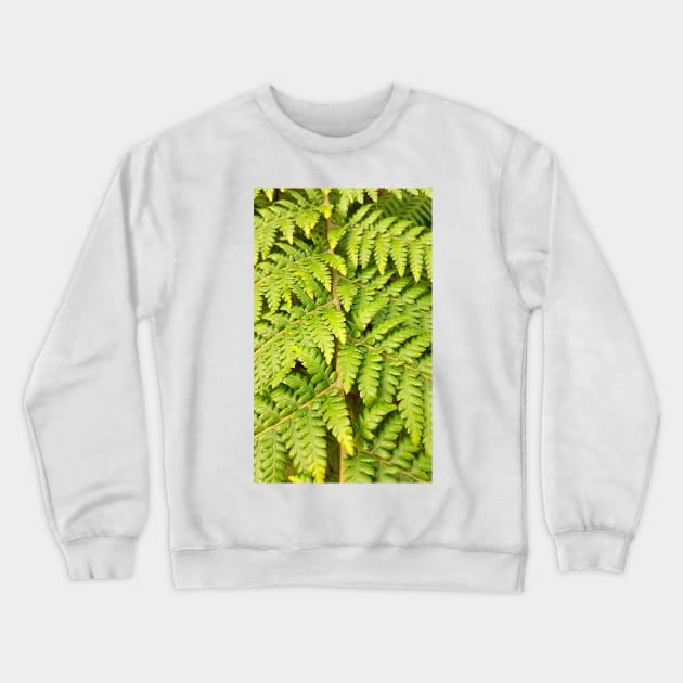 Ferns, Stawell Crewneck Sweatshirt by AstroRisq